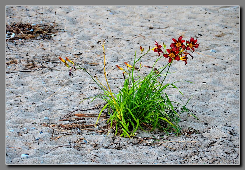 Beach Lily